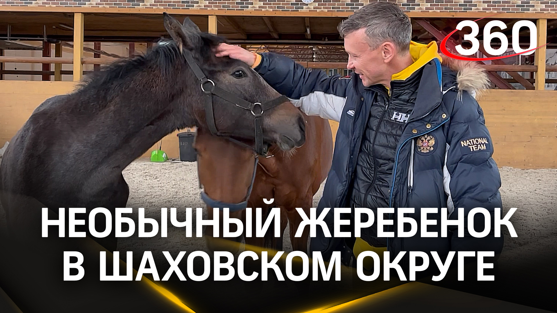 пони фалабелла. выведи лошадь. марварит порода лошадей. лошадь породы чокто. лошадь породы орловский рысак.