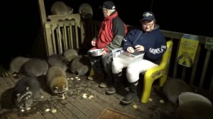 Oct 25th - Wednesday- Jim & the Raccoons + Jim talks on what they like to eat here at Jim's Diner.