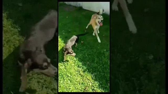🐶 Алтай с Мишаней в гостях!