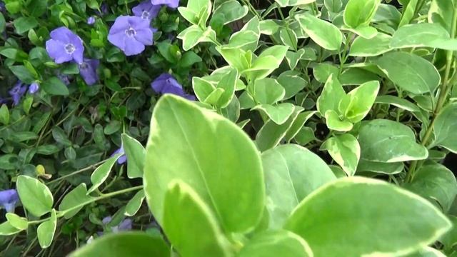 Bowles' Common Periwinkle Vinca minor смотреть онлайн