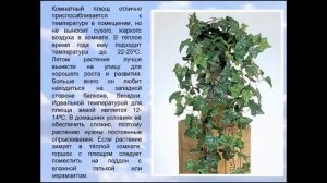 Комнатный плющ