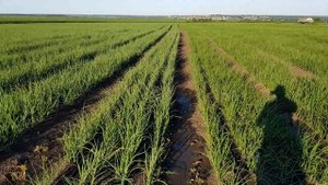 Лук боско, лук темптейшн ч.1 2020