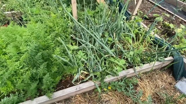 Выбираем платье на выпускной/Обзор теплицы/Жизнь в деревне/Переезд на юг смотреть онлайн