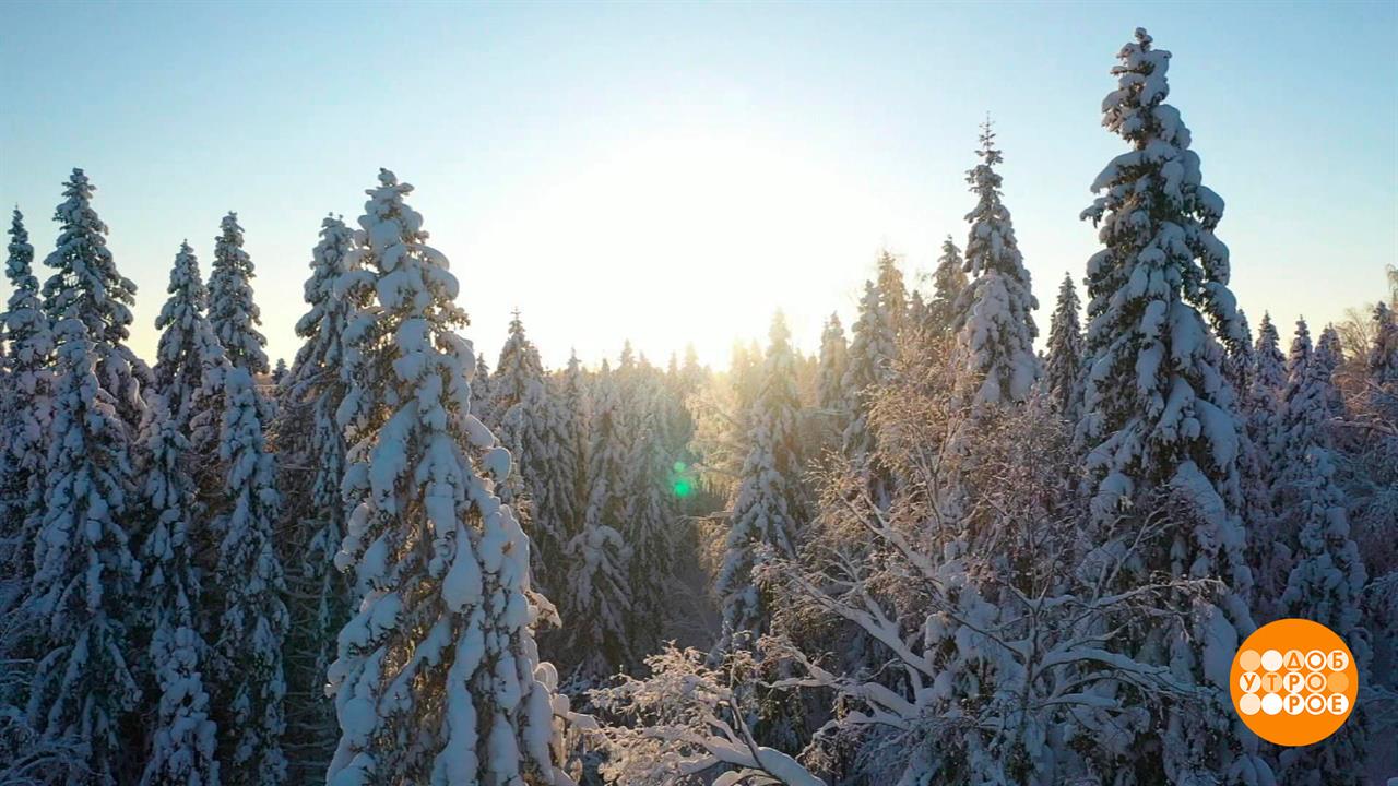 Новогодняя елка: что вместо? Доброе утро. Фрагмент выпуска от 13.12.2023