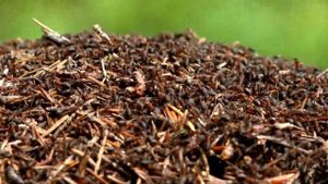 Всё о виде муравьев: Formica rufa и важность их существования