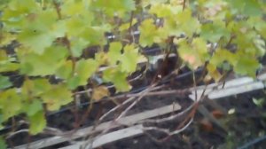 ЛОЗА НЕ _ВЫЗРЕЛА,ЗЕЛЕНАЯ, НЕ _ПЕРЕЗИМУЕТ ,ЛИСТЬЯ НАДО ОБОРВАТЬ.