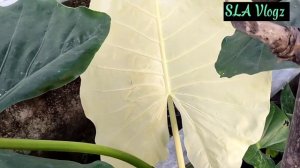 VARIEGATED ALOCASIA ALBO CARE TIPS |  SLA Vlogz