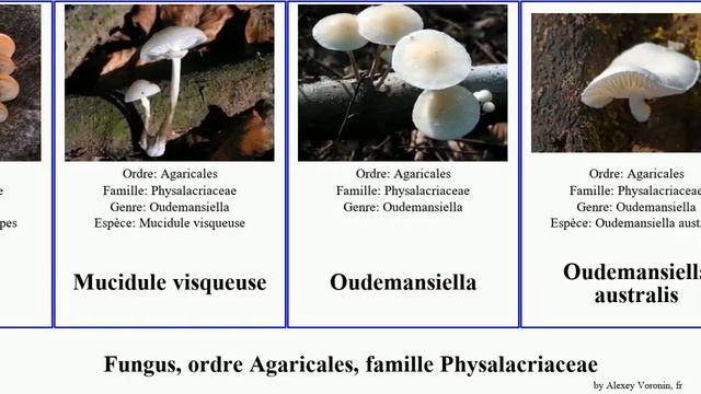 Fungus, ordre Agaricales, famille Physalacriaceae oudemansiella sans australis platensis anneau смотреть онлайн
