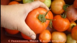 ЭТОТ СОРТ ТОМАТОВ МЕНЯ ПОРАДОВАЛ, САЖАТЬ БУДУ. УРОЖАЙНЫЙ СОРТ ПОМИДОР СПАССКАЯ БАШНЯ F1 для Сибири