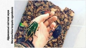 Mecynorhina torquata - Африканські квіткові жуки (Африканские цветочные жуки)