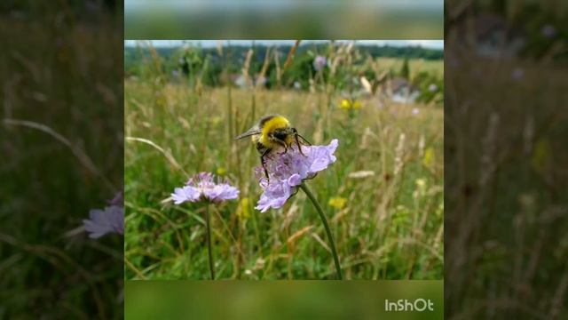 Видеобращение: "Берегите природу!" смотреть онлайн