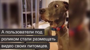 Пибуль так испугался котенка, что едва не упал с дивана