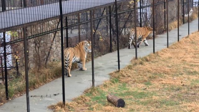 У тигров мощный вожак! Тайган смотреть онлайн