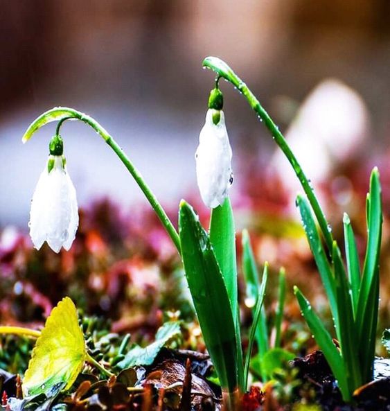 Счастливой Весны! Весенний привет! смотреть онлайн