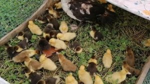 Индоутка сбежала с утятами! Индоутка и 20 утят. Мускусные утята и уточка.