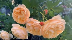 Roald Dahl David Austin Rose