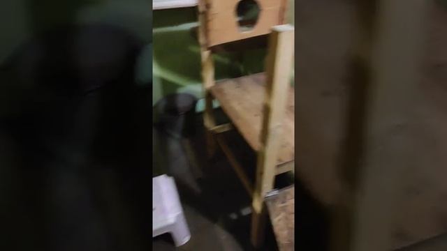 Доильный станок для карликовых козочек