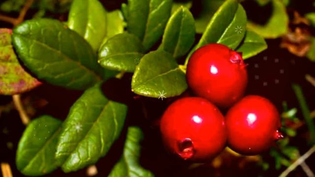 КЛЮКВА ПОЛЬЗА И ВРЕД | клюква при ангине, клюква при температуре, клюквенный морс при простуде смотреть онлайн