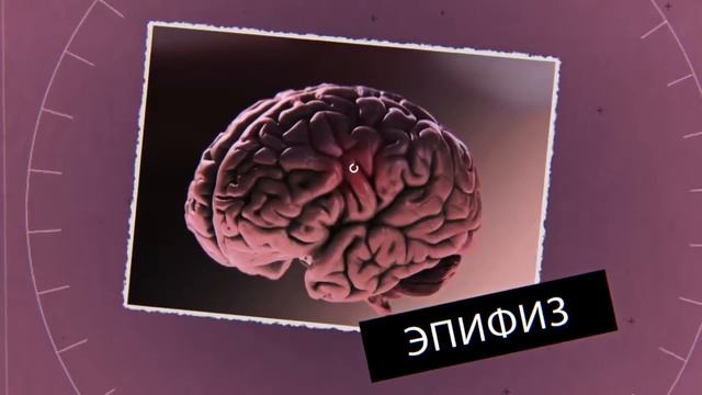 Большой скачок  Гормоны  На страже здоровья