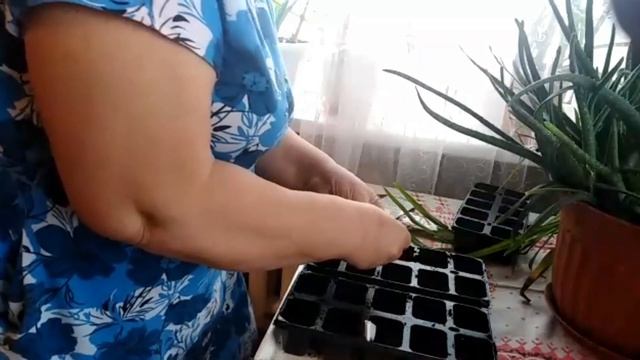 Высаживаем семена цветов в кассеты смотреть онлайн