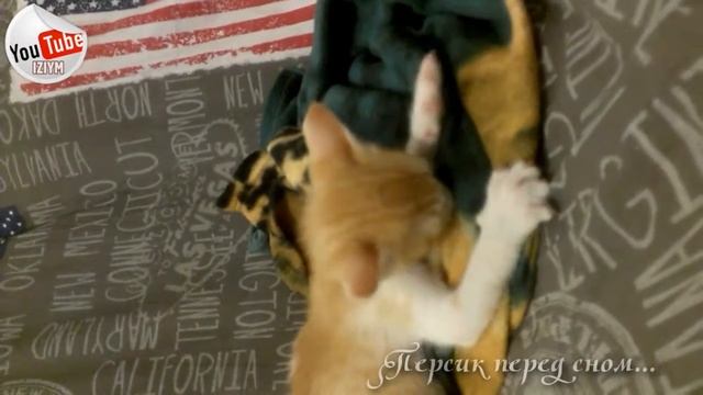 Персик:- Сладких снов смотреть онлайн