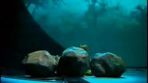 "Большой балет". Лучшее