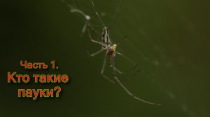 Кто такие пауки. Фауна Беларуси / Микропланета