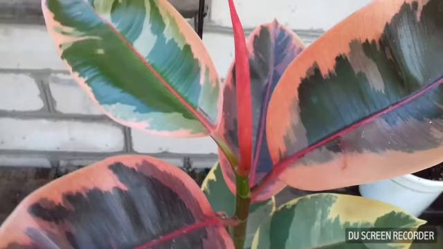 Фикус Еластика смотреть онлайн