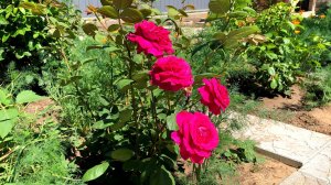 Лето у родителей, начало Июня 2022, Мамины Цветы Розы На улице тепло Как в Раю