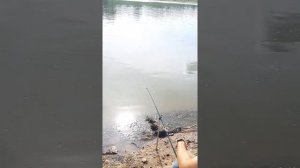 Рыбалка на реке Белой .Ловим бель.Бешеный клёв!!!