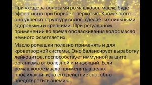 Про ромашку - Ромашковое масло, лечебные свойства ромашки