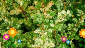 Барбарис тунберга Корник. Краткий обзор, описание характеристик berberis thunbergii Kornik
