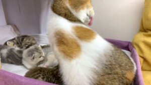 Mom cat licks the kitten while the rest of the kittens are sleeping.