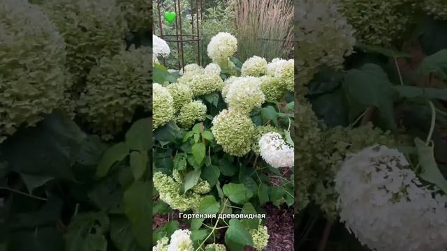 Гортензия древовидная "Инкредибл" Hydrangea arborescens “Incrediball”® синоним “Strong Annebelle”