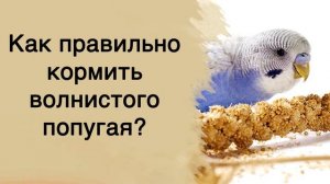 Чем кормить волнистого попугайчика