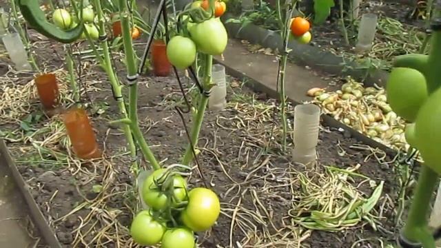 Сравниваем томаты гибрида F1 Киржач с сеянцами от гибрида F1 Киржач смотреть онлайн