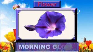 Learn Flowers Name | Name of Flowers with Picture |Flower names for Kids in english
