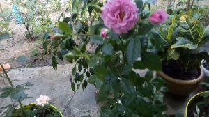 Роза  флорибунда -  Lavender Flower Circus ( Лавендер Фловер Циркус) . Отличный сорт розы.