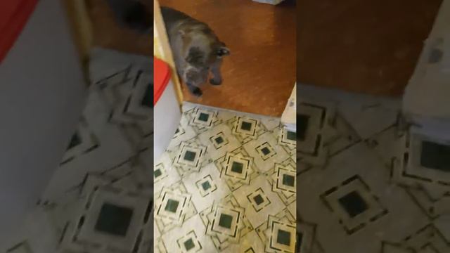 кане корсо Ваня легкое наказание🤭 смотреть онлайн