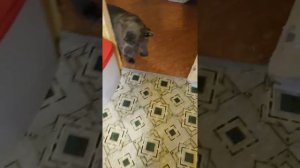 кане корсо Ваня легкое наказание🤭