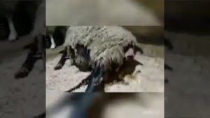 Окот овцы романовской породы.