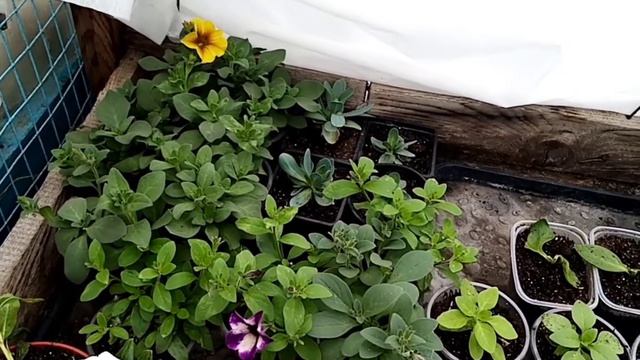 23.09.20 тепличные дела. смотреть онлайн