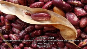 Выращиваем на своем участке полезную красную фасоль