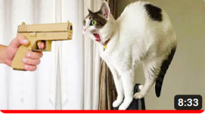 СМЕШНЫЕ КОШКИ 2023 И ДРУГИЕ ЖИВОТНЫЕ_ 10 МИНУТ СМЕХА_СМЕШНЫЕ ЖИВОТНЫЕ 2023_ЛУЧШИЕ ПРИКОЛЫ С КОТАМИ