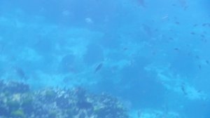 Симиланские острова: жизнь коралового рифа (by ste4kin)