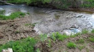 Мою золото на старом прииске