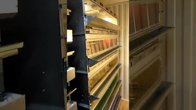 Перепелиная ферма смотреть онлайн