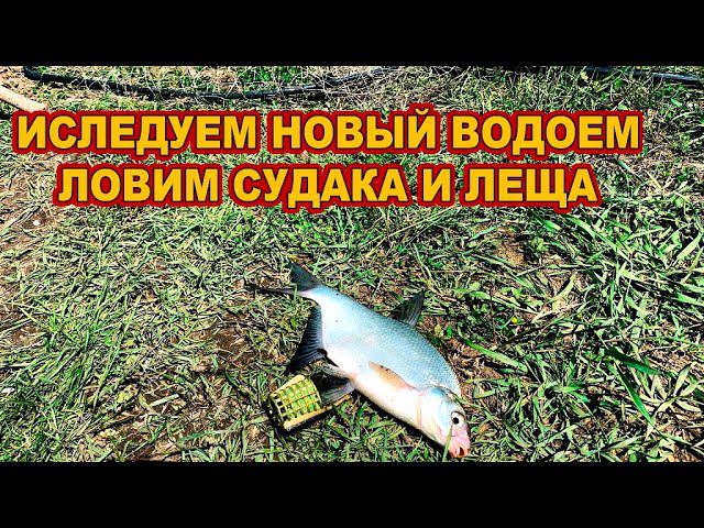 Ловим леща и судака // Судак 2024  /// Рыбалка на Кубани 2024 /// Выпуск № 39