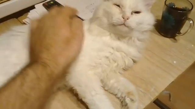 Кот "Снежок" смотреть онлайн