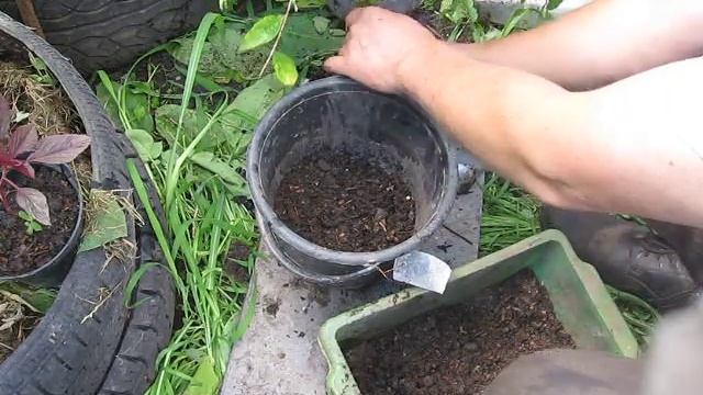 Пересадка граната летом в большую посуду Transplanting pomegranate in a large bowl in the summer смотреть онлайн